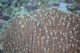 「ハッポウサンゴの仲間」のサムネイル画像