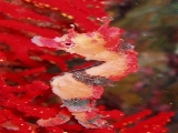 「タツノオトシゴ」のサムネイル画像