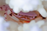 「カバイロサンゴガニ」のサムネイル画像