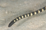 「クロガシラウミヘビ」のサムネイル画像