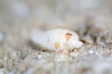 「ウスイロサンゴヤドカリ」のサムネイル画像