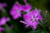 「植物の仲間」のサムネイル画像