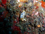 「クロスジウミウシ」のサムネイル画像