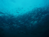 「オオカマス(Barracuda)」のサムネイル画像