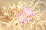 「セスジミノウミウシ」のサムネイル画像