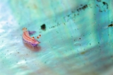「ジュッテンイロウミウシ」のサムネイル画像
