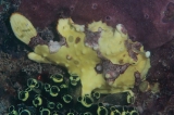 「クマドリイザリウオ(クマドリカエルアンコウ,Warty Frogfish)」のサムネイル画像
