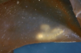 「オコゼカジカ」のサムネイル画像