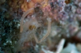 「サンゴヒメエビの一種(ガンダムエビ)」のサムネイル画像