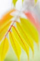 「ハゼノキ(黄櫨の木,櫨の木)」のサムネイル画像