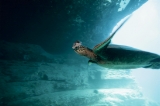 「ハワイアングリーンシータートル(Hawaiian Green Turtle)」のサムネイル画像