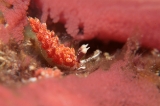 「チゴミノウミウシ」のサムネイル画像