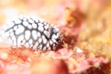 「コイボウミウシ」のサムネイル画像