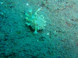 「珊瑚っぽい謎生物」のサムネイル画像